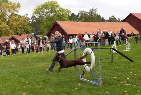 Elfviksgårdsdagen i september lockar många besökare varje år.