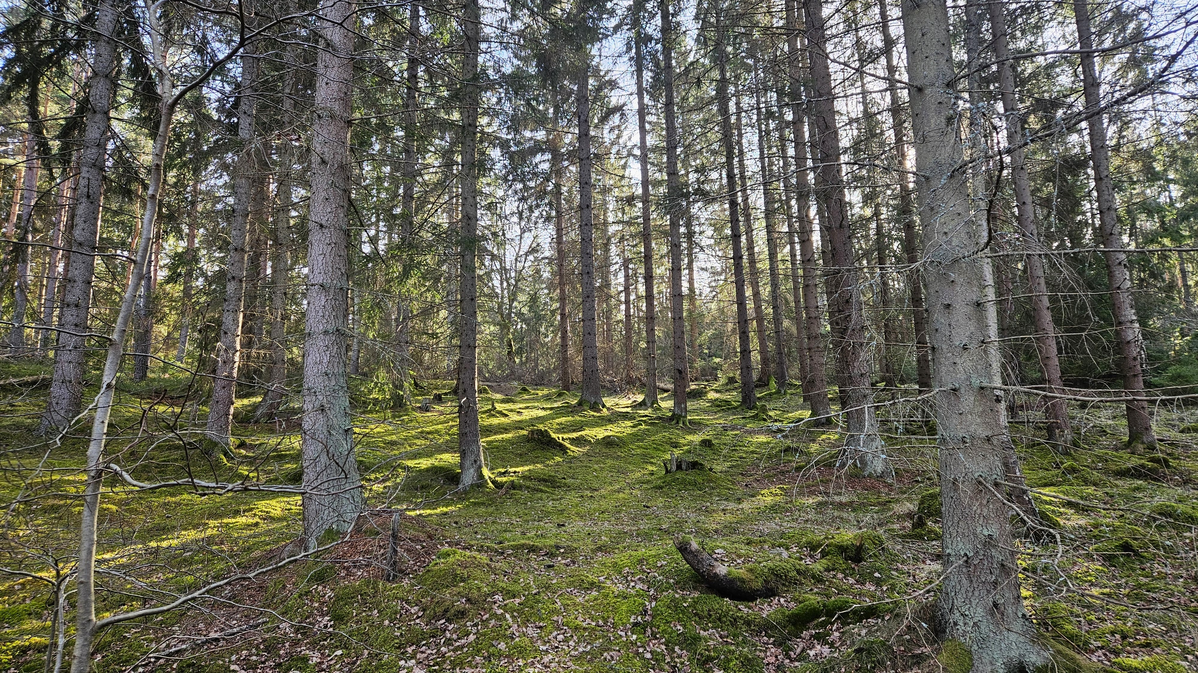 Skogen nära Fågelöudde ser inbjudande ut även i mars månad. 17 mars 2025