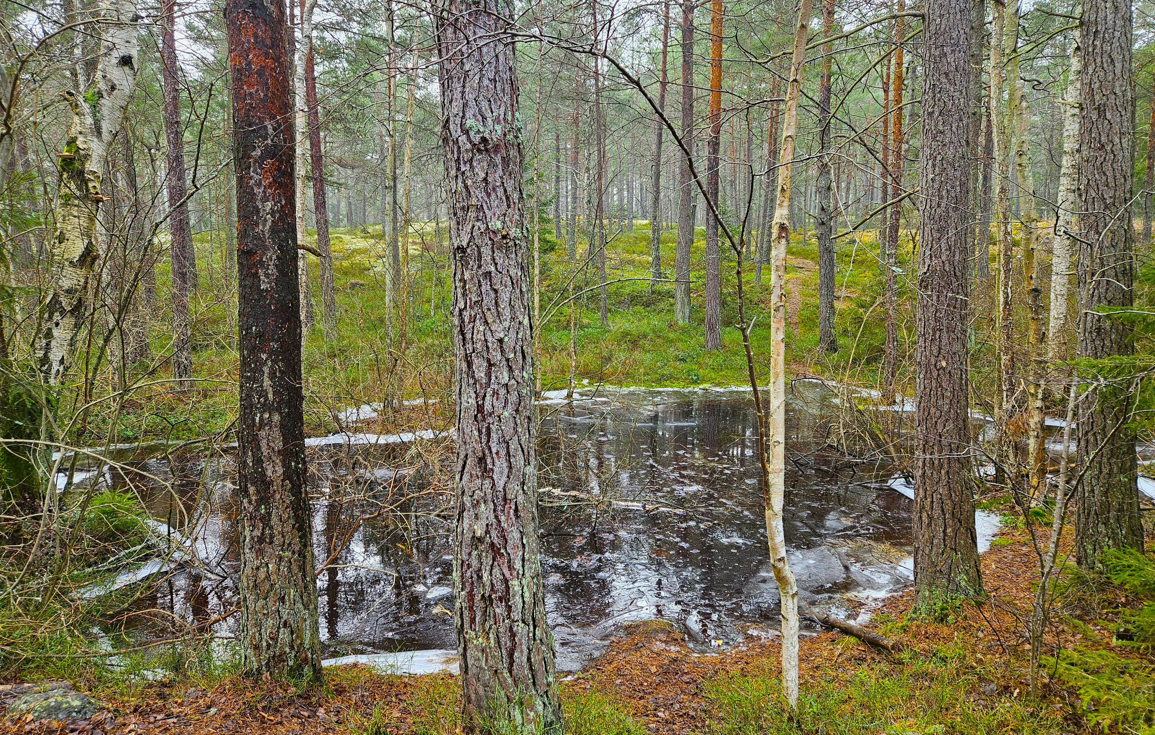 I Grönstaskogen är det grönt så här års. 23 feb. 2025