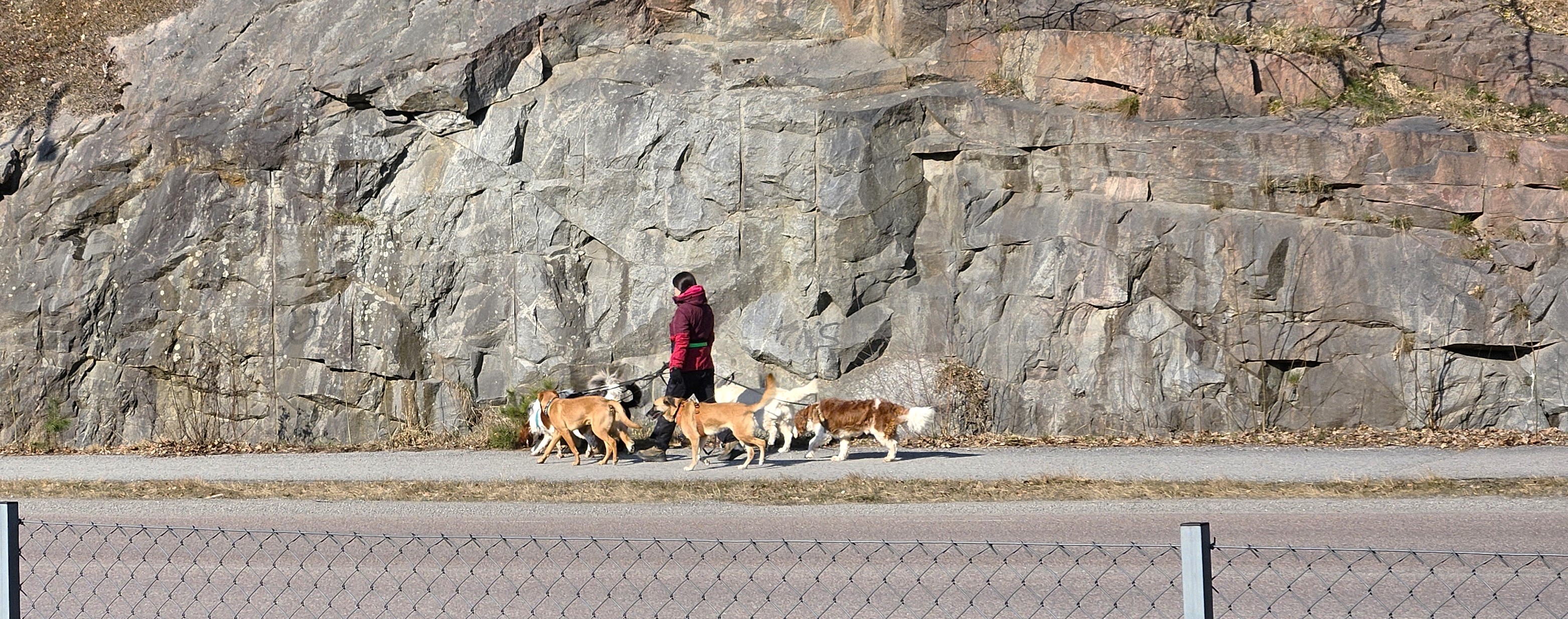 Hundpromenad på Gåshagaleden. 24 mars 2025