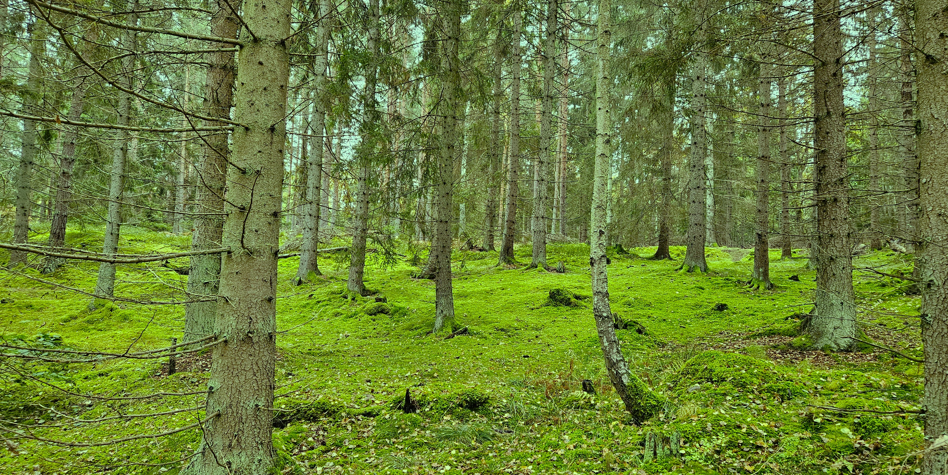 Mossan täcker en stor del av skogen mot Bjälbo. Nästan som en japansk mossträdgård. 24 okt 2024