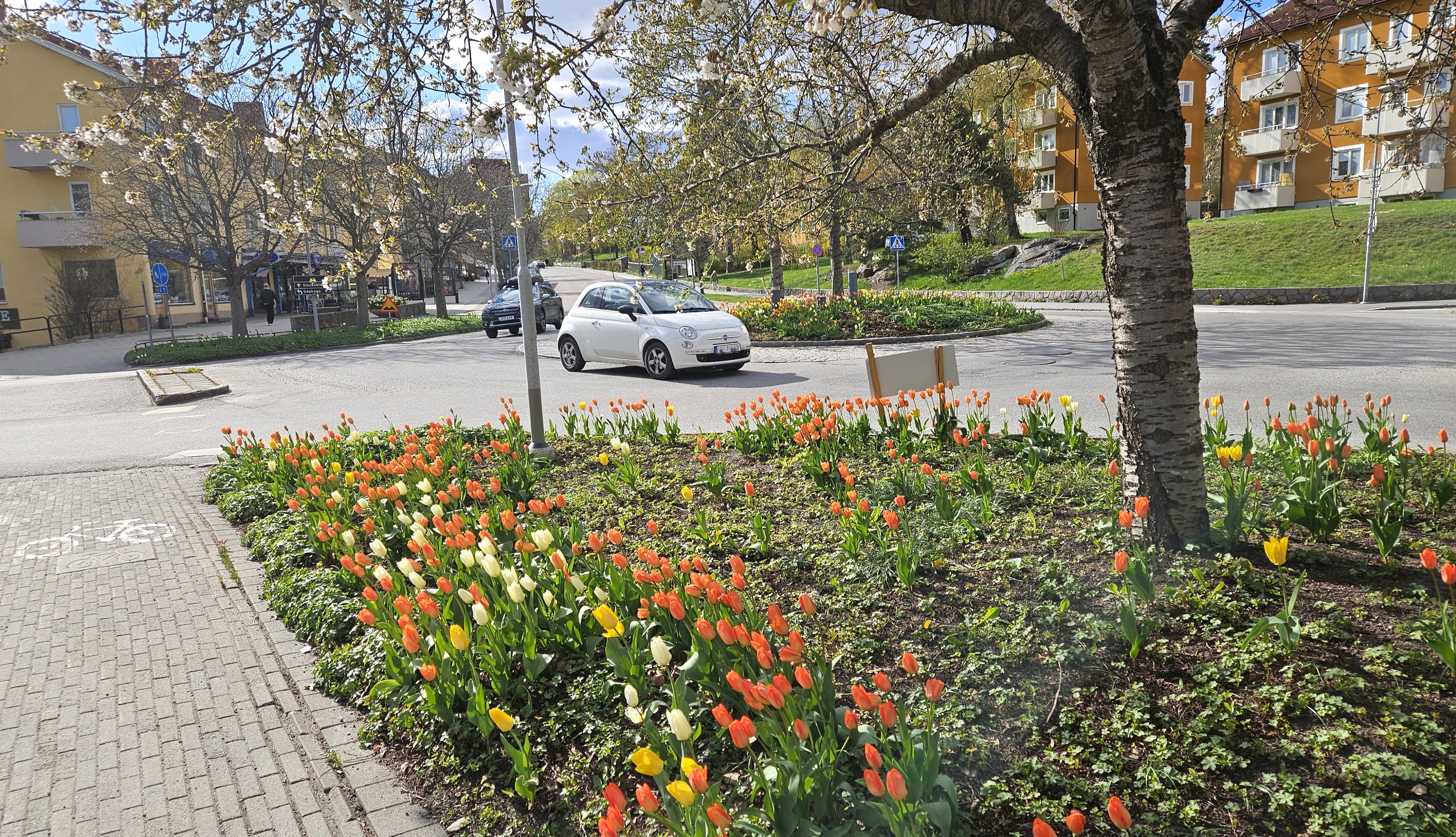 Rondellen vid Lidingö stadshus är nu fylld med tulpaner. 25 april 2025